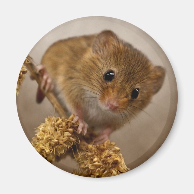 Mousie Magnet (Framsidan)