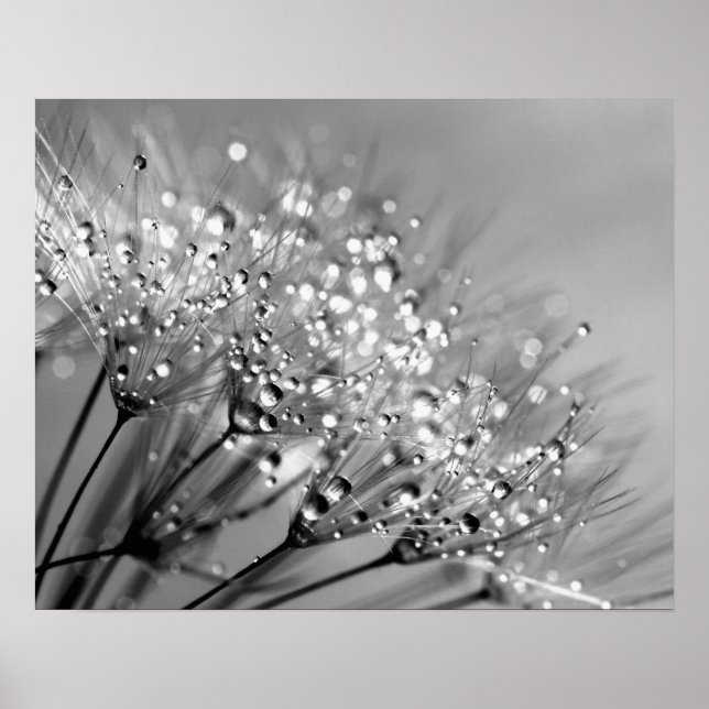 Mousserande Dew Dandelion Monochrome Background Poster (Framsidan)