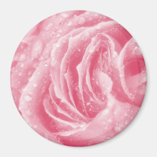 Mousserande Rosa ros Magnet