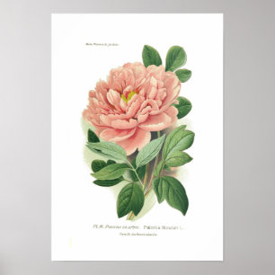 Moutan Paeonia (pionen) Poster