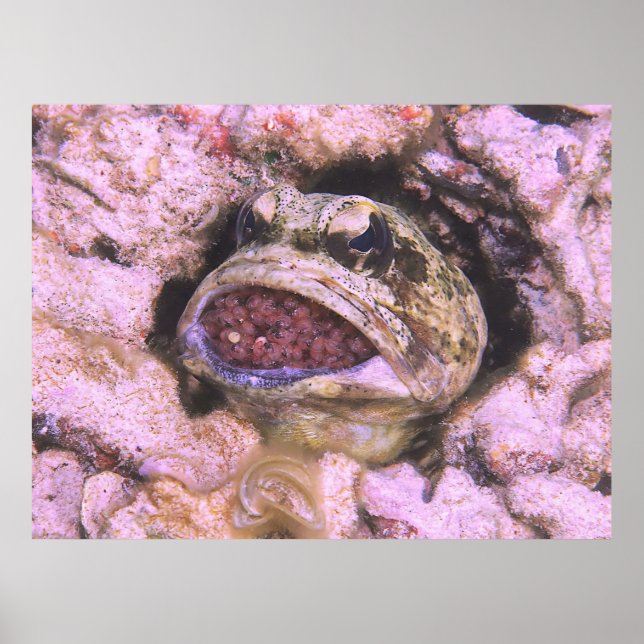 Mouth Brooding Poster (Framsidan)