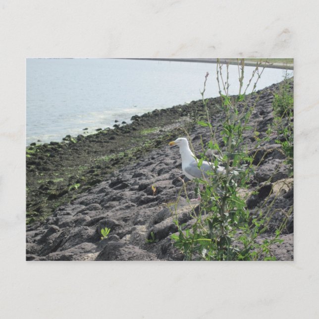 Möve Vykort (Framsida)