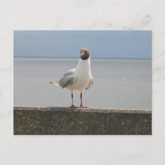 Möwe auf der Mauer an der Nordsee Vykort