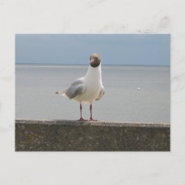Möwe auf der Mauer an der Nordsee Vykort