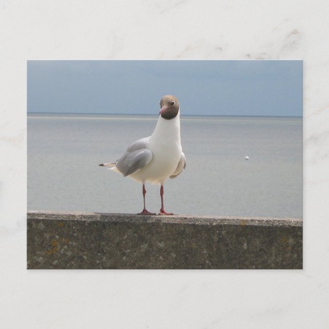 Möwe auf der Mauer an der Nordsee Vykort (Framsida)