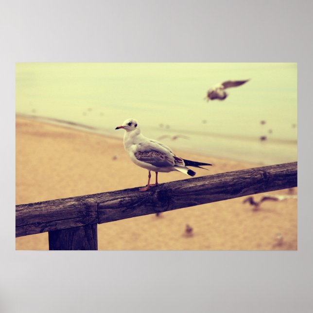 Möwe Ostsee Rügen Poster (Framsidan)