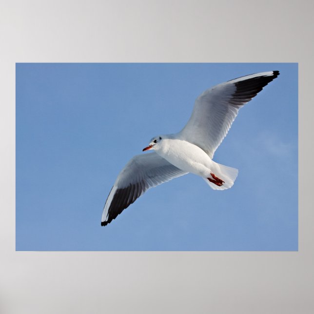 Möwe / Sea gull Poster (Framsidan)