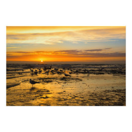 Möwen im Sonnenuntergang Fototryck