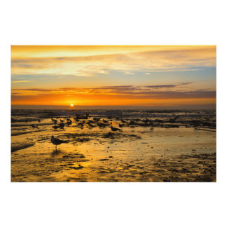 Möwen im Sonnenuntergang Fototryck
