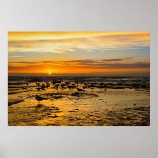 Möwen im Sonnenuntergang Poster