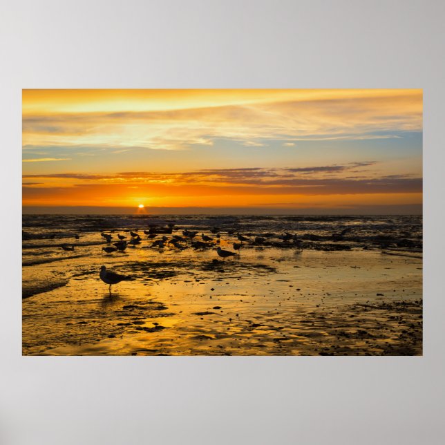 Möwen im Sonnenuntergang Poster (Framsidan)