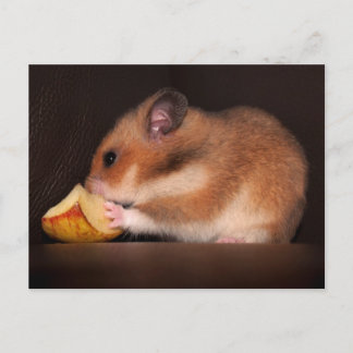 Mowsie Postcard Vykort