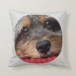 Moxi som är ren som en vissling Shorkie, kudder Kudde