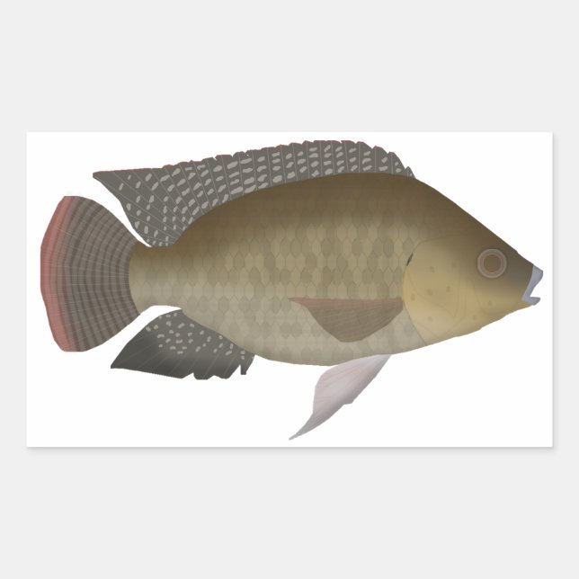 Mozambique Tilapia Rektangulärt Klistermärke (Framsida)