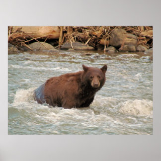 Mr Bear Poster