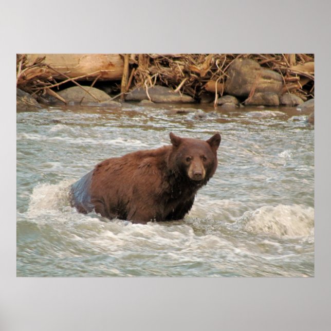 Mr Bear Poster (Framsidan)