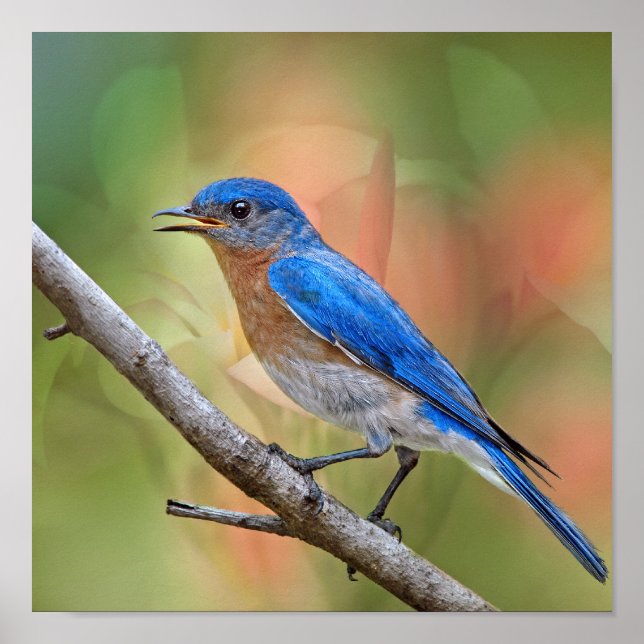 Mr BeSnyval Bluebird Poster (Framsidan)