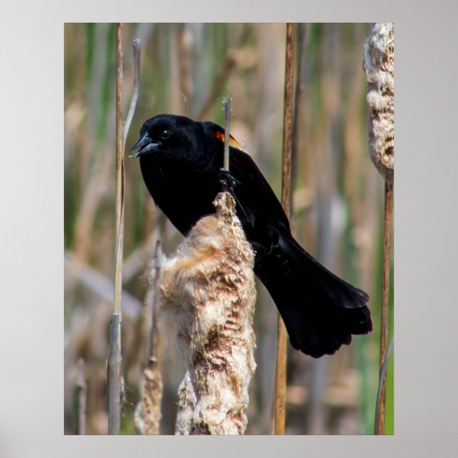 Mr. Blackbird Poster (Framsidan)