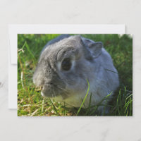 Mr Bunnys slut