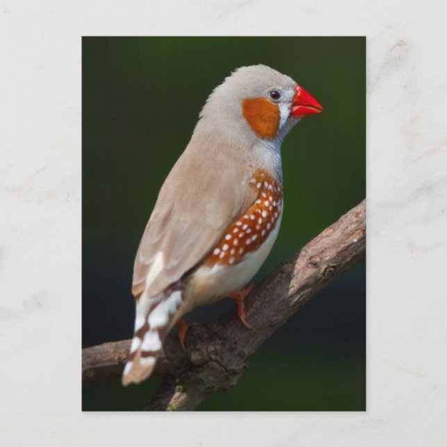 Mr Finch vykort (Framsida)