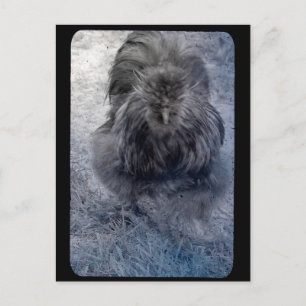 Mr Fluffy Silkie Tupp Vykort