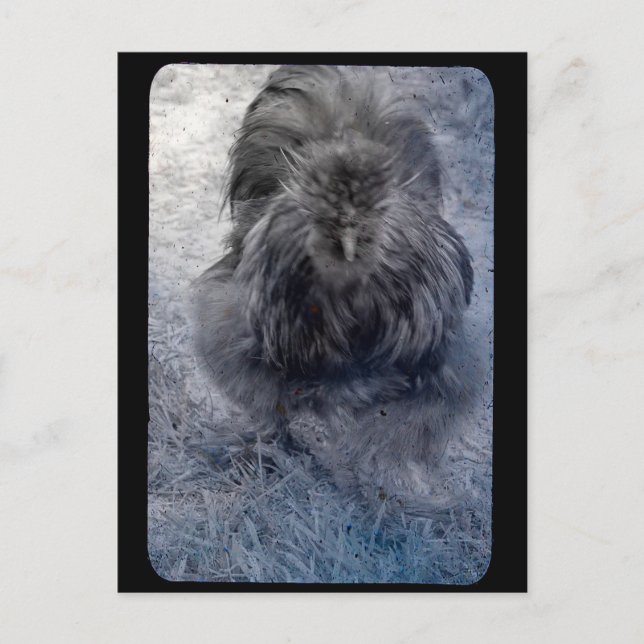 Mr Fluffy Silkie Tupp  Vykort (Framsida)