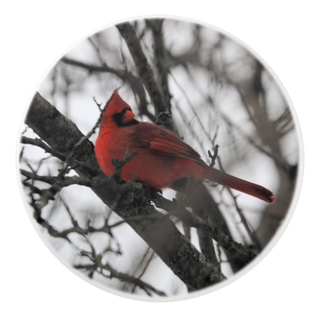 Mr. Knopp (Framsidan)