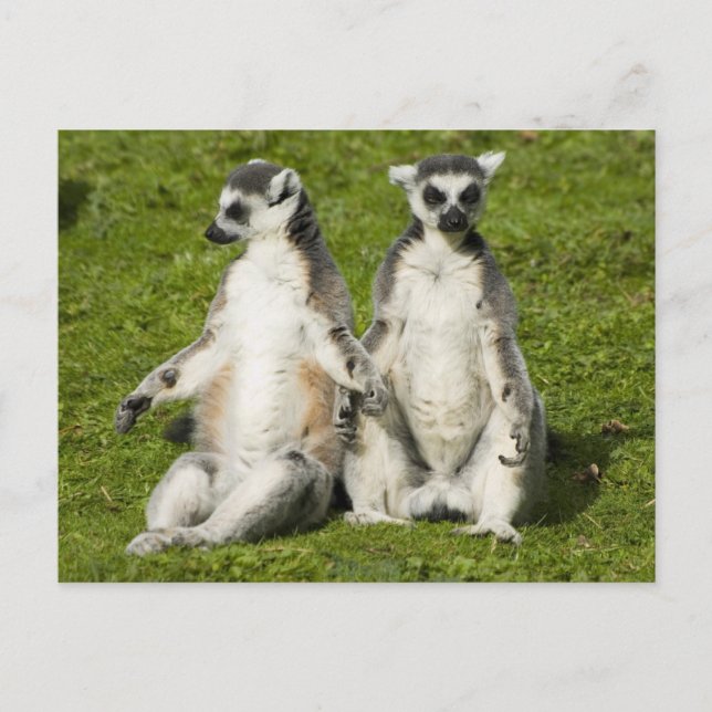 Mr & Mrs Lemur Vykort (Framsida)