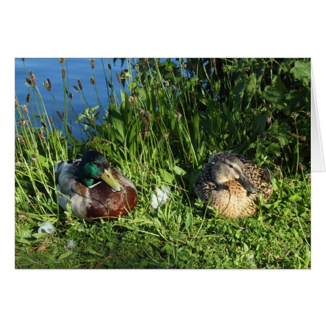 Mr och Mrs Mallard Hälsningskort (Framsidan Horizontal)