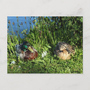 Mr och Mrs Mallard Vykort