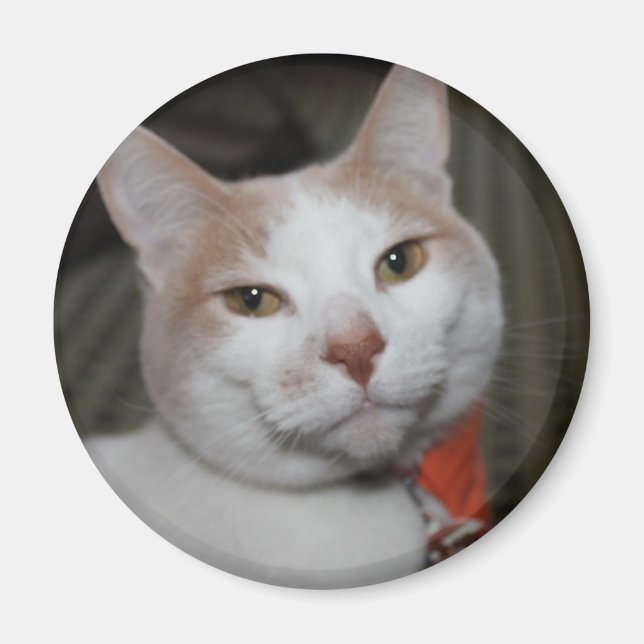 Mr Peabody! Magnet (Framsidan)