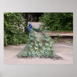 Mr Peacock rufflar sina fjädrar Poster