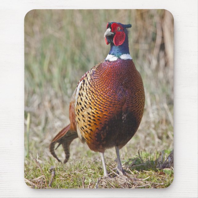 Mr Pheasant Musmatta (Framsidan)