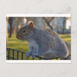 Mr Squirrel Tittar Thoughtful, Battery Park, NYC Vykort