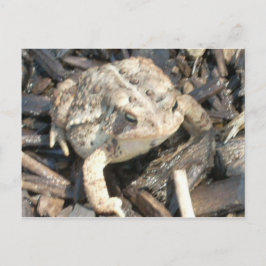 Mr Toad Vykort
