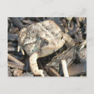 Mr Toad Vykort