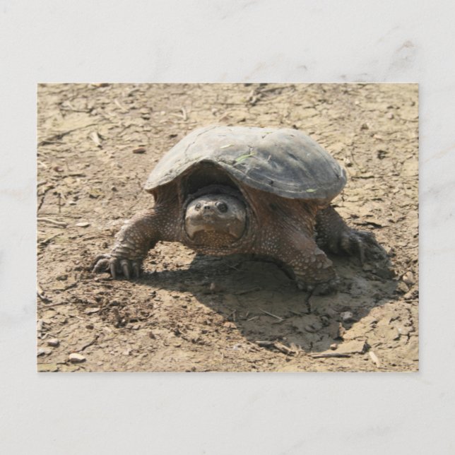 Mr Tuff Guy Vykort (Framsida)