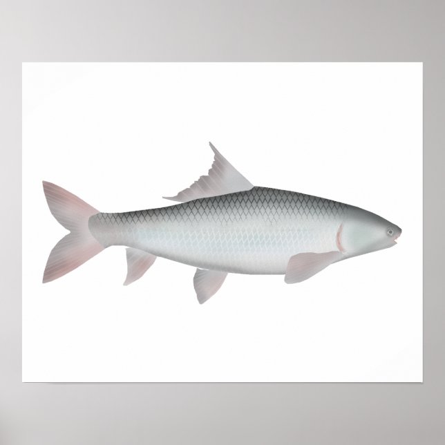 Mrigal Carp Poster (Framsidan)