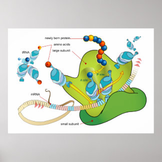 mRNA och proteinsyntes i Ribosomes diagram Poster