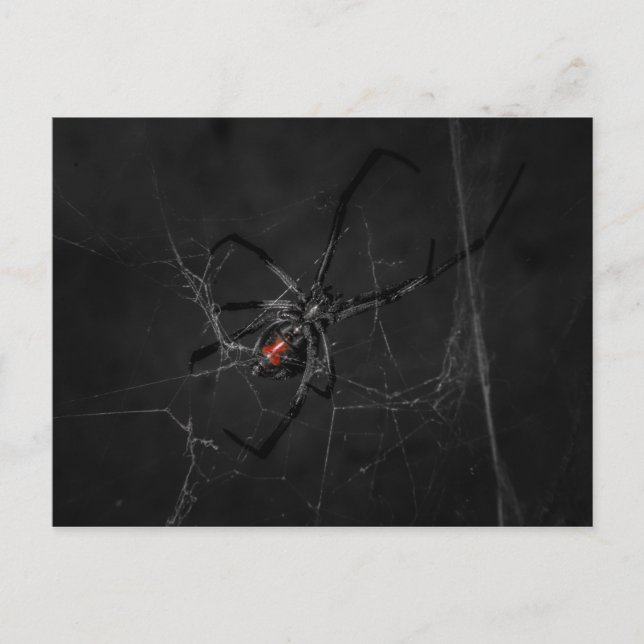 Mrs Black Vykort (Framsida)