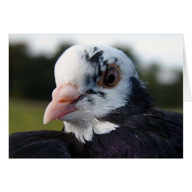 Mrs Pigeon Hälsningskort (Framsidan Horizontal)