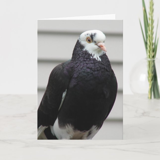 Mrs Pigeon Kort (Framsida)