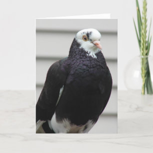 Mrs Pigeon Kort
