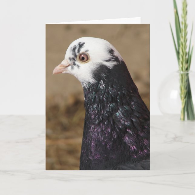 Mrs Pigeon Kort (Framsida)