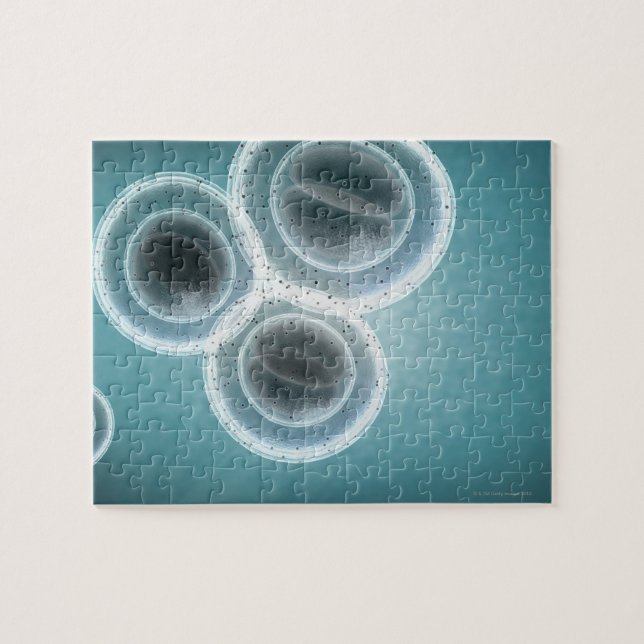 MRSA:s struktur Pussel (Horisontell)