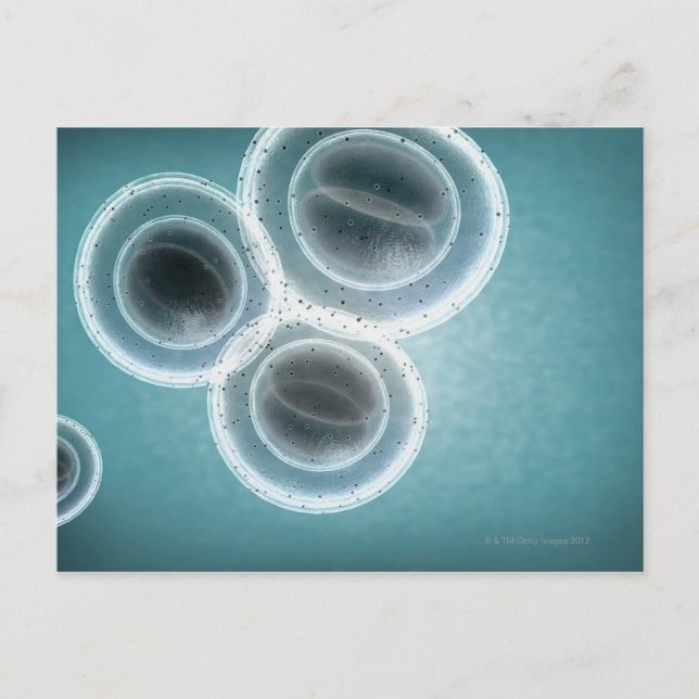 MRSA:s struktur Vykort (Framsida)