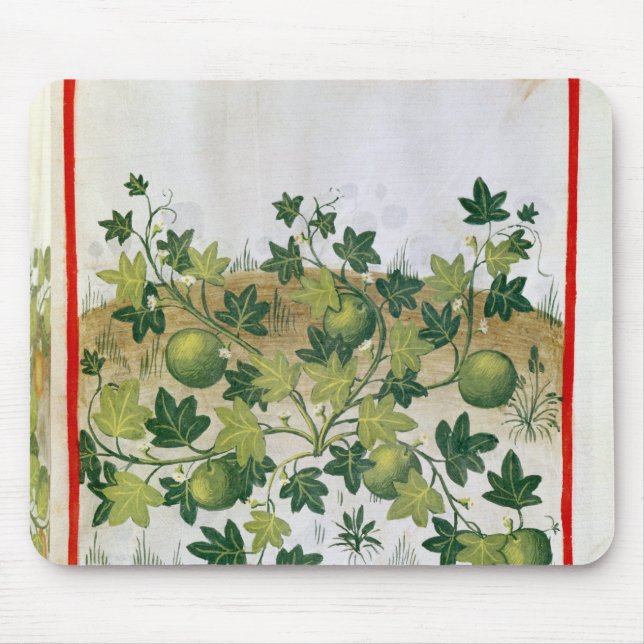 Ms 3054 melnar fol.20, från 'Tacuinum Sanitatis Musmatta (Framsidan)