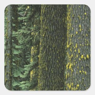 Mt. Ashland, Rogue RIver National Forest, Fyrkantigt Klistermärke