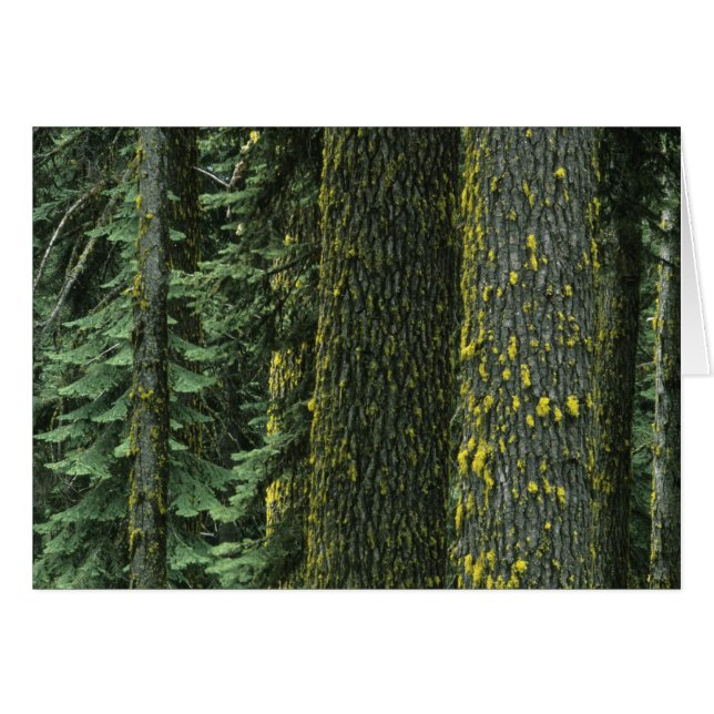 Mt. Ashland, Rogue RIver National Forest, Hälsningskort (Framsidan Horizontal)