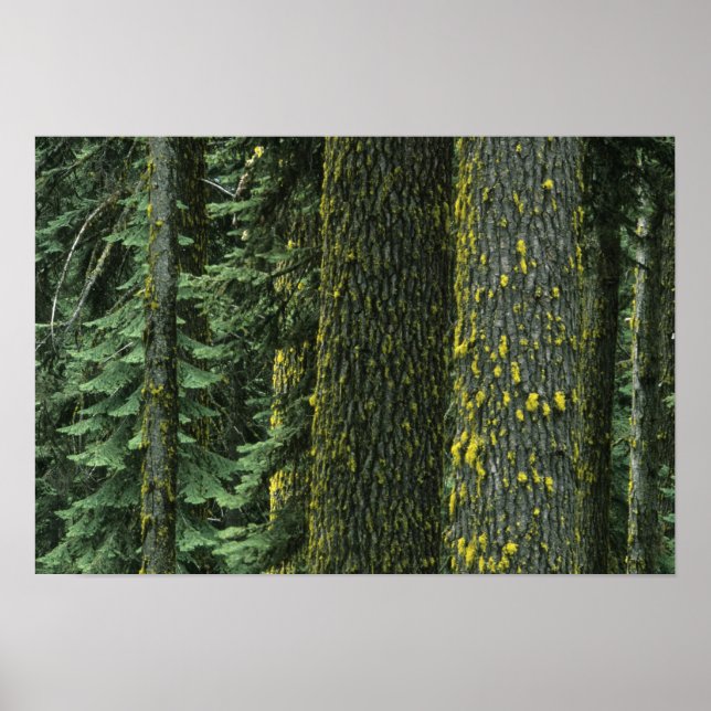 Mt. Ashland, Rogue RIver National Forest, Poster (Framsidan)